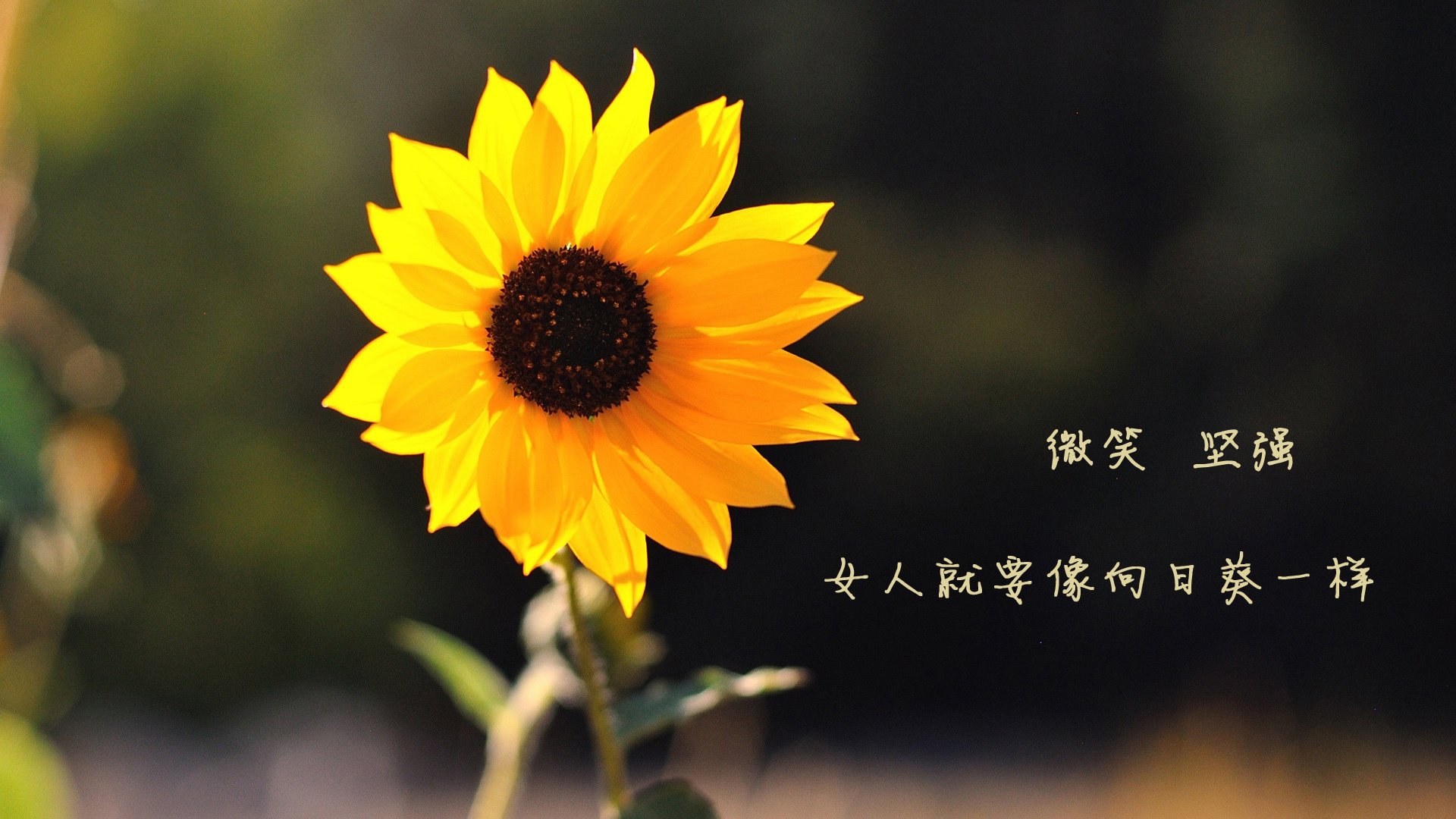 2024年国际乒乓赛事：埃及队奋力拼搏的背后故事，埃及乒乓球发展状况