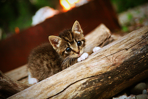 im体育app官网-虚拟现实足球训练早已走向普及，青少年体验革新持续升级，虚拟足球怎么玩法介绍